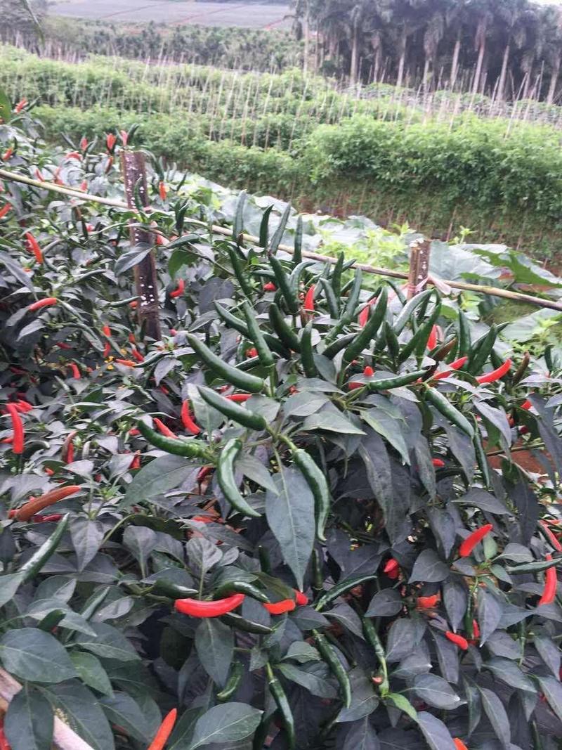 泰系大果艳红辣椒苗，一代杂交品种，产量高极早熟