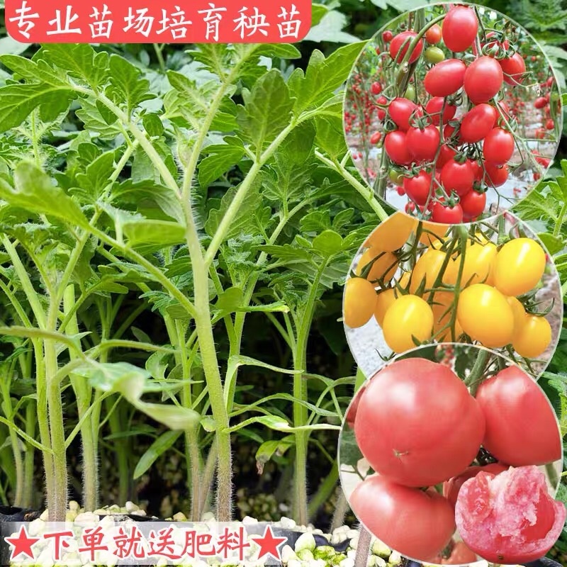 西红柿秧苗，高产早熟品种
