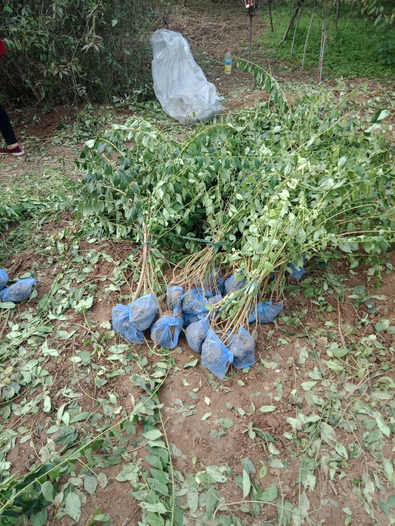 东北连翘可做绿化也药用各种规格都有分支的大棵的都有
