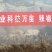 万亩辣椒苗育苗基地品种齐全出售各种辣苗签合同保低价回收，