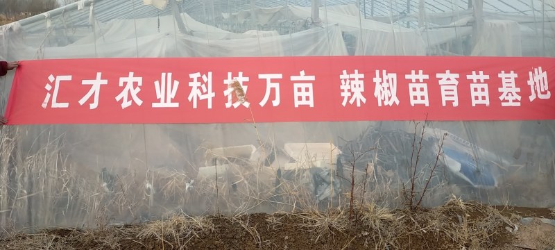 万亩辣椒苗育苗基地品种齐全出售各种辣苗签合同保低价回收，