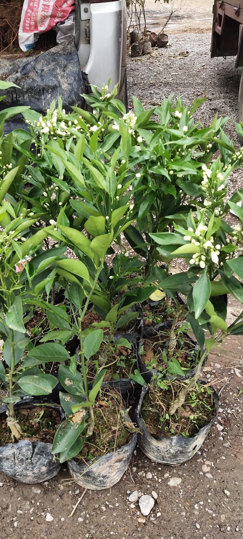 长叶香橙苗，12月成熟，品种纯正，假一赔十
