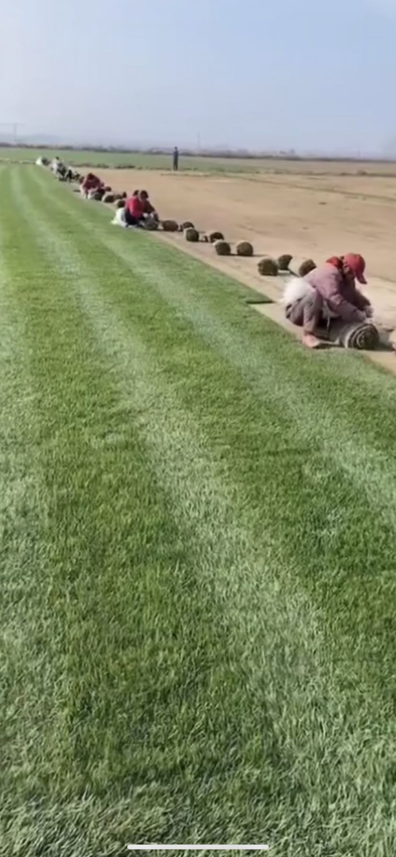 草坪四季青草坪马里拉草坪果岭草草坪基地量大从优直