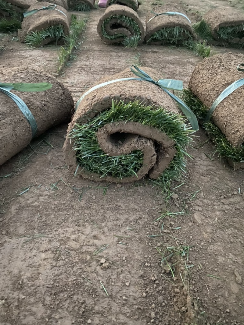 草坪四季青草坪马里拉草坪果岭草草坪基地量大从优直