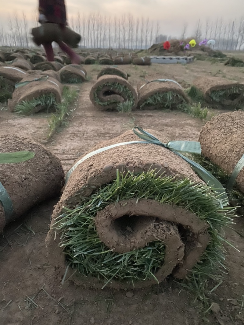 草坪四季青草坪马里拉草坪果岭草草坪基地量大从优直