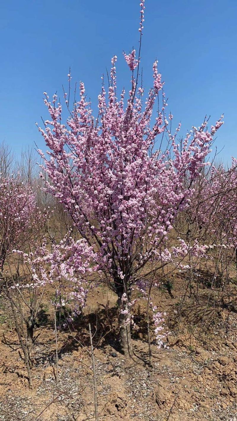 基地直销榆叶梅美人梅红梅苗圃货源代发全国