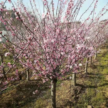 基地直销榆叶梅美人梅红梅苗圃货源代发全国