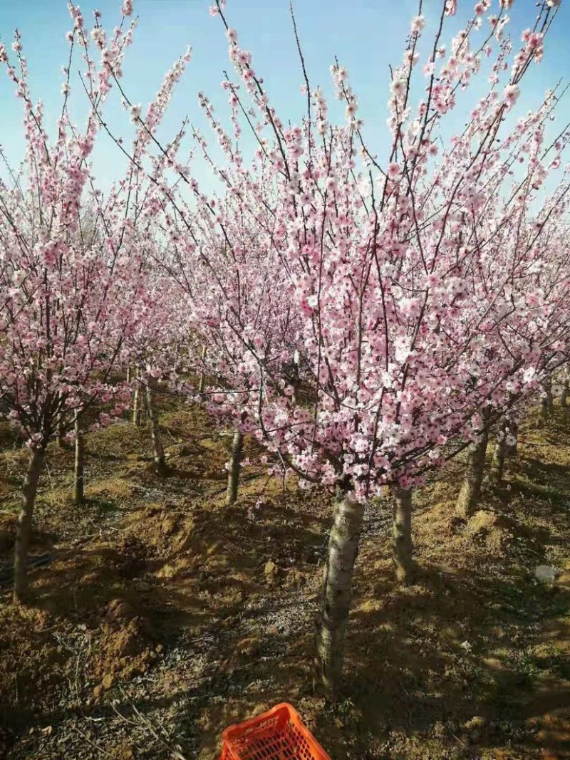 基地直销榆叶梅美人梅红梅苗圃货源代发全国