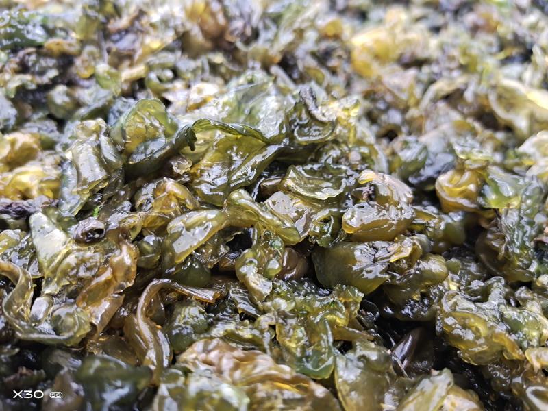地皮菜，第衣，来自大自然的馈赠，舌尖上的美食！