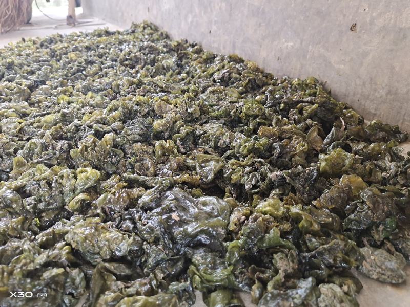 地皮菜，第衣，来自大自然的馈赠，舌尖上的美食！