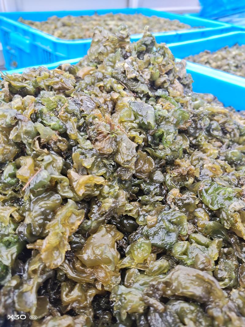 地皮菜，第衣，来自大自然的馈赠，舌尖上的美食！