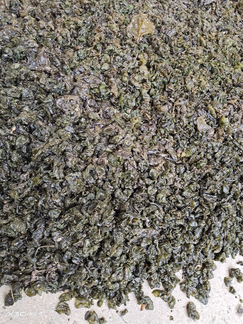 地皮菜，第衣，来自大自然的馈赠，舌尖上的美食！