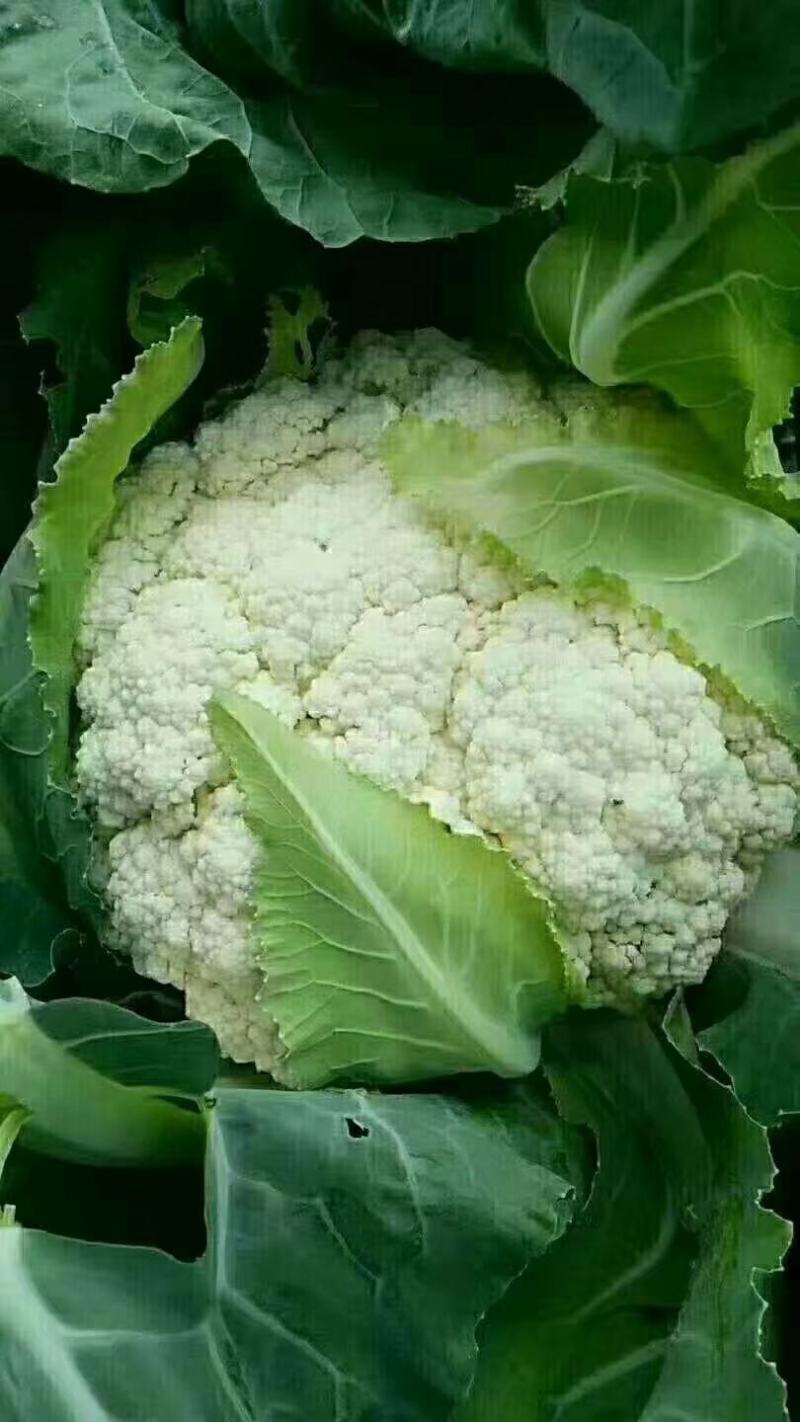【推荐】有机花菜质量好大量供应欢迎各位老板前来考察收购