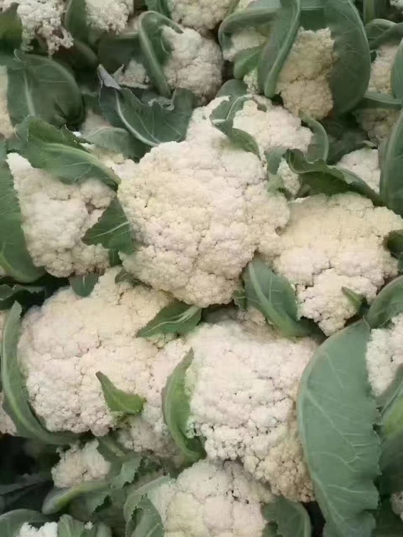 【推荐】有机花菜质量好大量供应欢迎各位老板前来考察收购