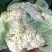【推荐】有机花菜质量好大量供应欢迎各位老板前来考察收购