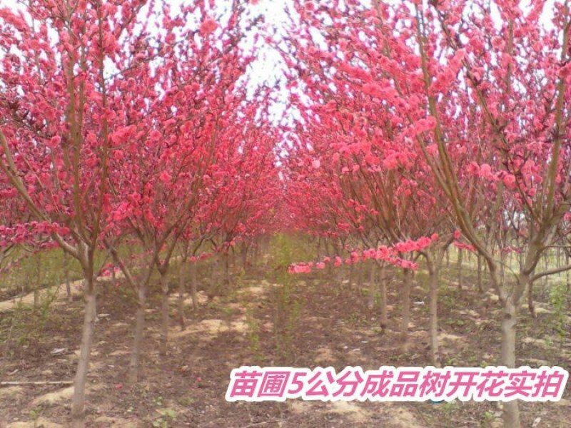 观赏桃花树苗桃花苗红叶碧桃苗紫叶桃庭院别墅风景树盆栽地栽
