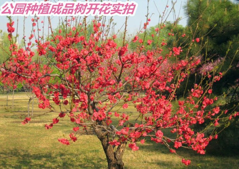 观赏桃花树苗桃花苗红叶碧桃苗紫叶桃庭院别墅风景树盆栽地栽