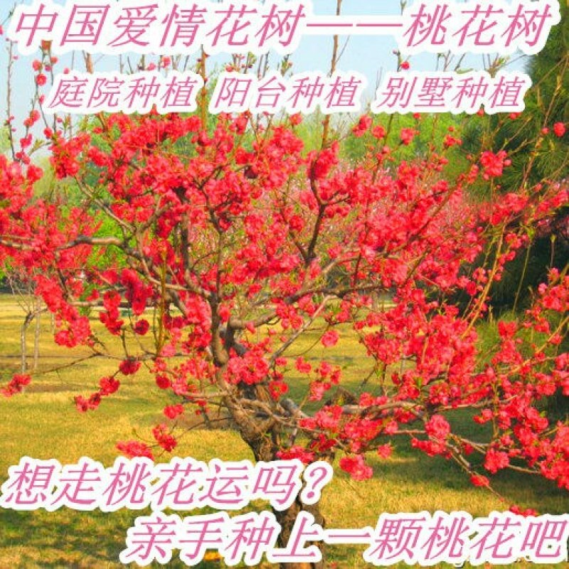 观赏桃花树苗桃花苗红叶碧桃苗紫叶桃庭院别墅风景树盆栽地栽