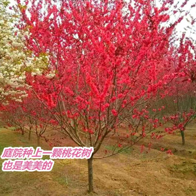观赏桃花树苗桃花苗红叶碧桃苗紫叶桃庭院别墅风景树盆栽地栽