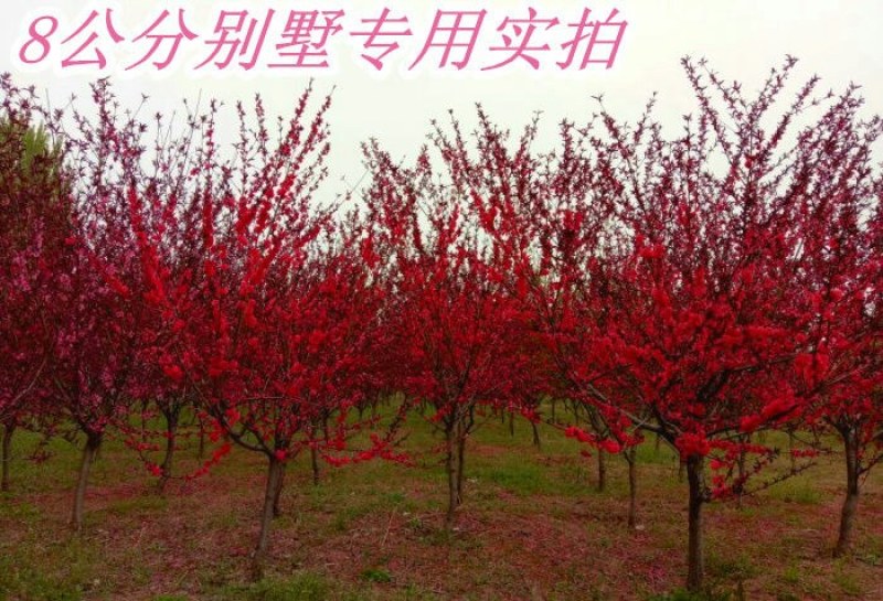观赏桃花树苗桃花苗红叶碧桃苗紫叶桃庭院别墅风景树盆栽地栽