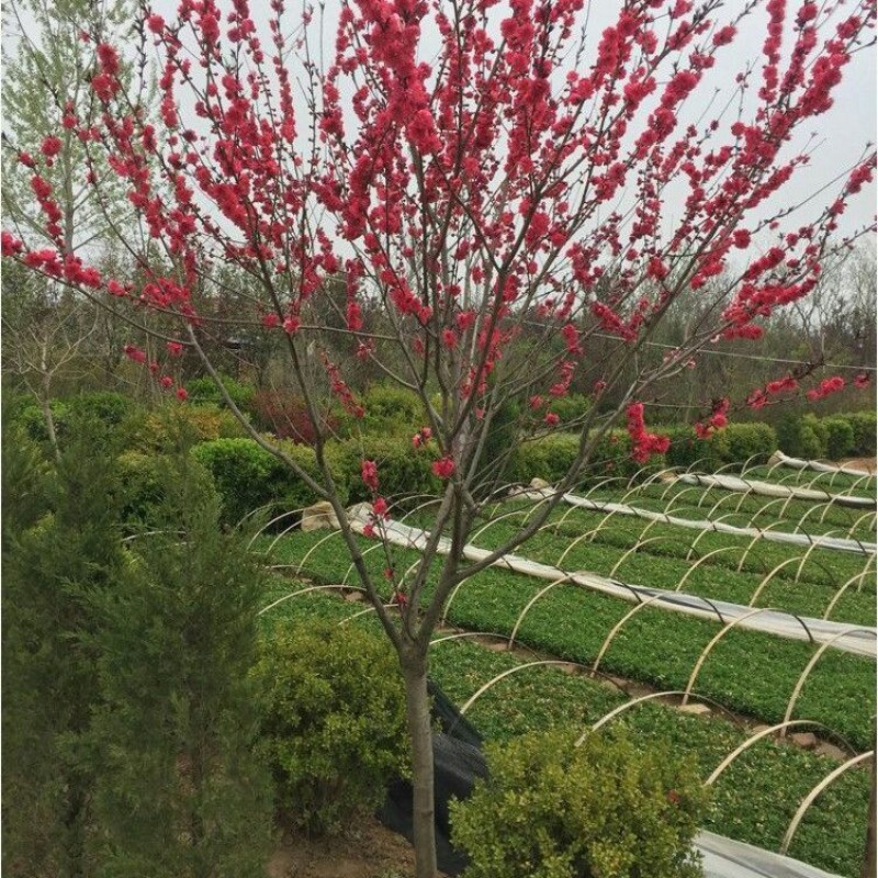 观赏桃花树苗桃花苗红叶碧桃苗紫叶桃庭院别墅风景树盆栽地栽