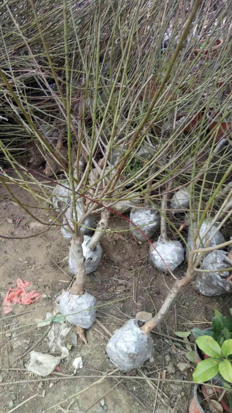观赏桃花树苗桃花苗红叶碧桃苗紫叶桃庭院别墅风景树盆栽地栽