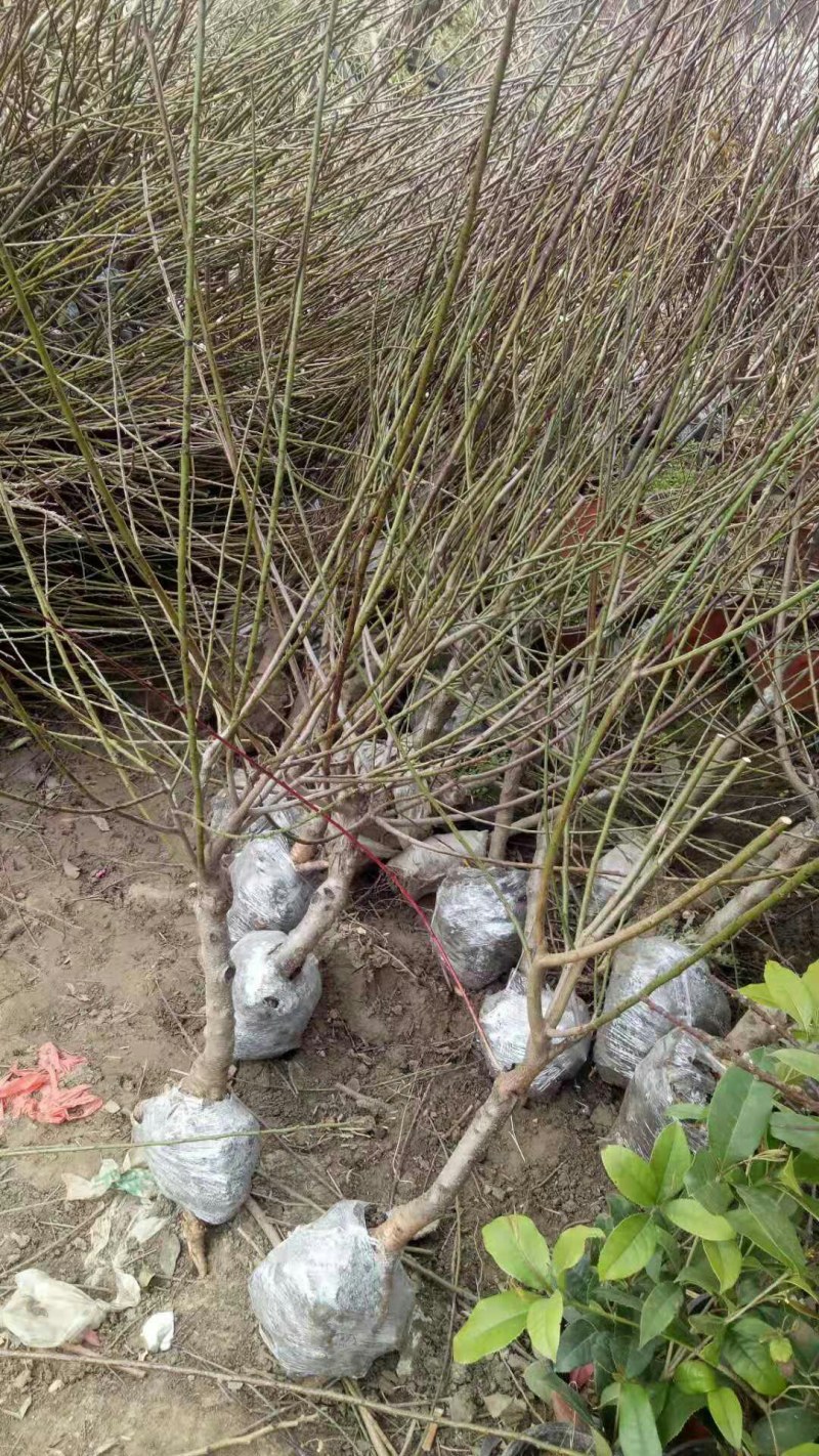 观赏桃花树苗桃花苗红叶碧桃苗紫叶桃庭院别墅风景树盆栽地栽