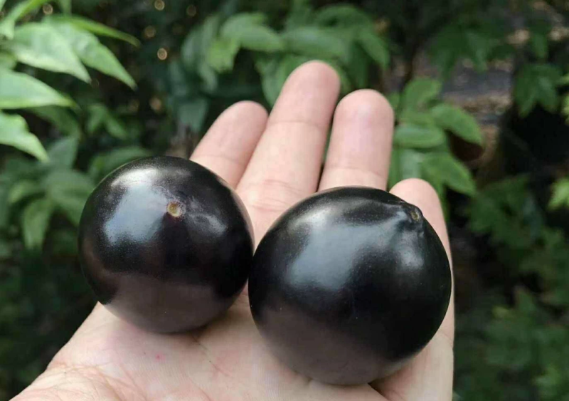 优质嘉宝果苗四季早生嘉宝果树葡萄苗四季开花结果