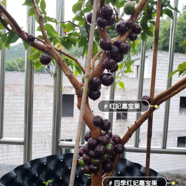 优质嘉宝果苗四季早生嘉宝果树葡萄苗四季开花结果