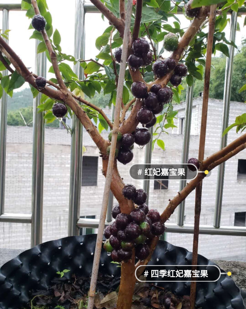 优质嘉宝果苗四季早生嘉宝果树葡萄苗四季开花结果