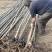 速生竹柳树苗金丝垂柳苗绿化道路河边黄金柳树苗养金蝉柳树苗