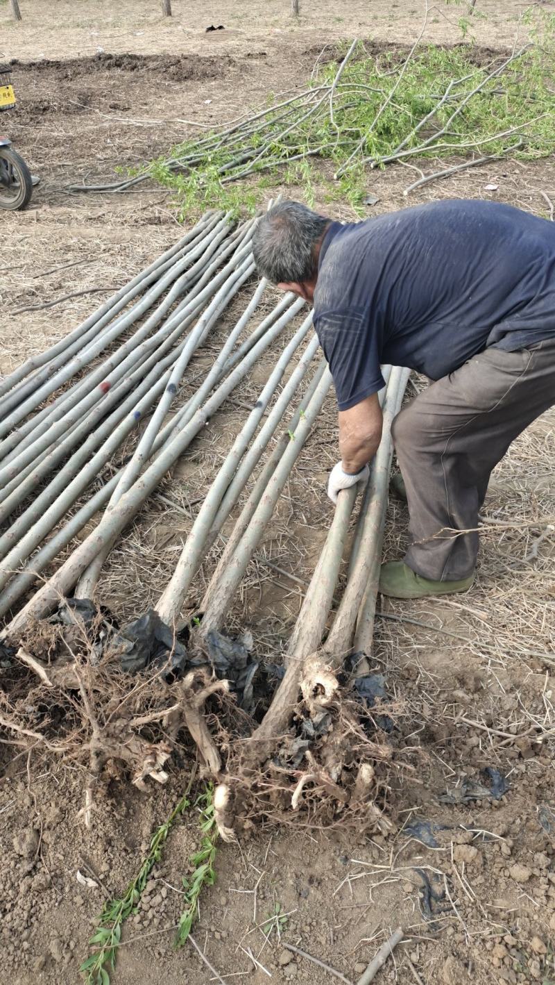 速生竹柳树苗金丝垂柳苗绿化道路河边黄金柳树苗养金蝉柳树苗