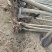 速生竹柳树苗金丝垂柳苗绿化道路河边黄金柳树苗养金蝉柳树苗