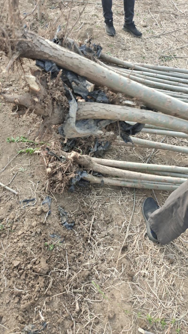 速生竹柳树苗金丝垂柳苗绿化道路河边黄金柳树苗养金蝉柳树苗