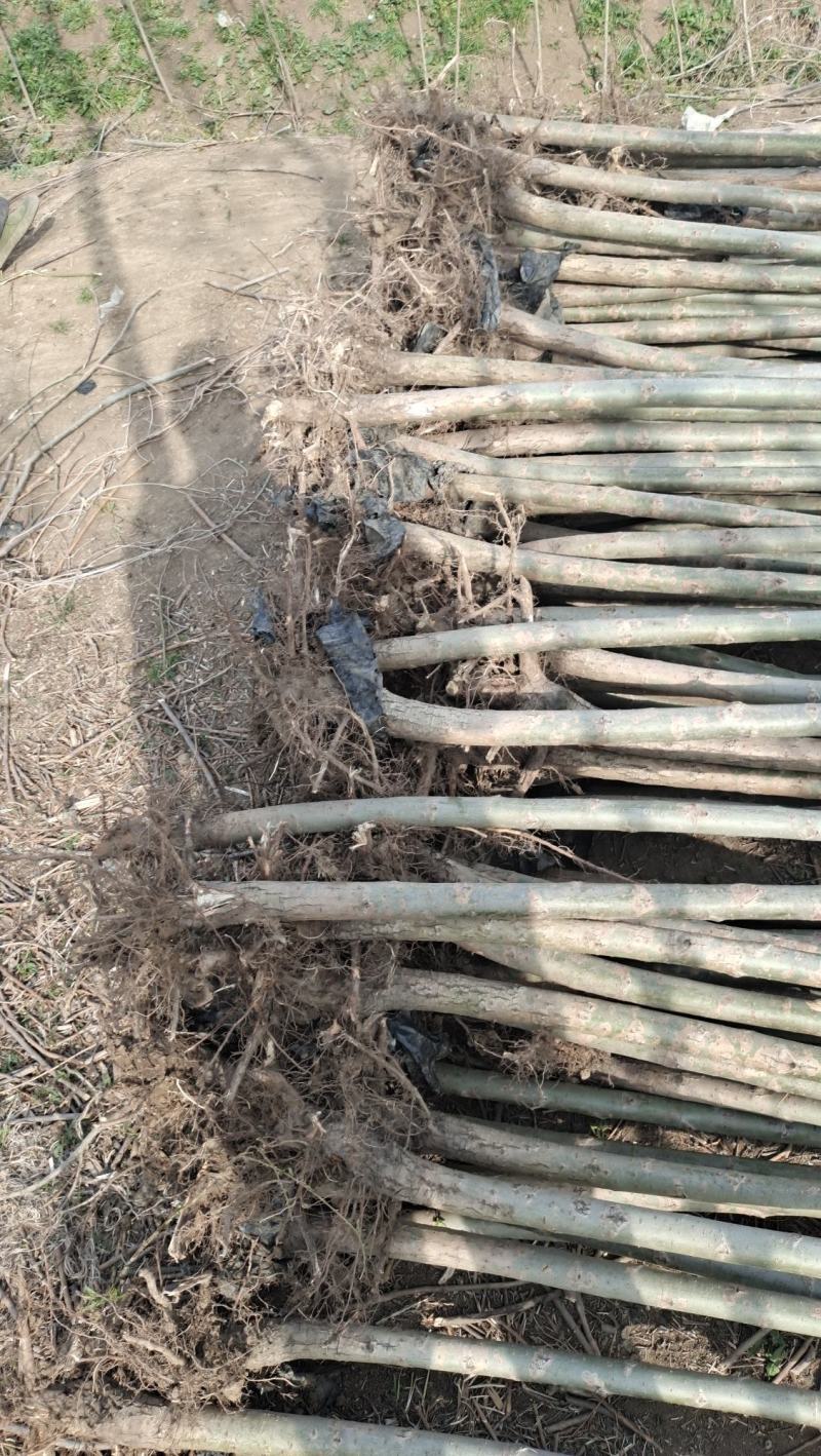 速生竹柳树苗金丝垂柳苗绿化道路河边黄金柳树苗养金蝉柳树苗