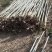 速生竹柳树苗金丝垂柳苗绿化道路河边黄金柳树苗养金蝉柳树苗