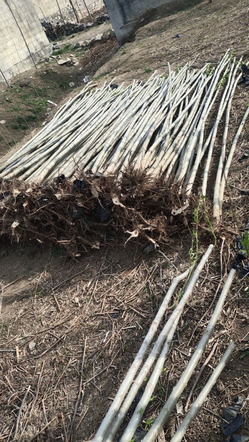 速生竹柳树苗金丝垂柳苗绿化道路河边黄金柳树苗养金蝉柳树苗