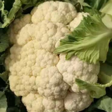 菜花金乡有机花菜济宁金乡县菜花大量上市精品有机菜花一手货