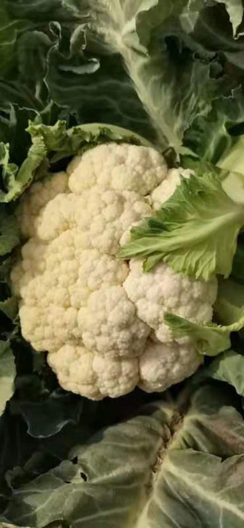 菜花金乡有机花菜济宁金乡县菜花大量上市精品有机菜花一手货