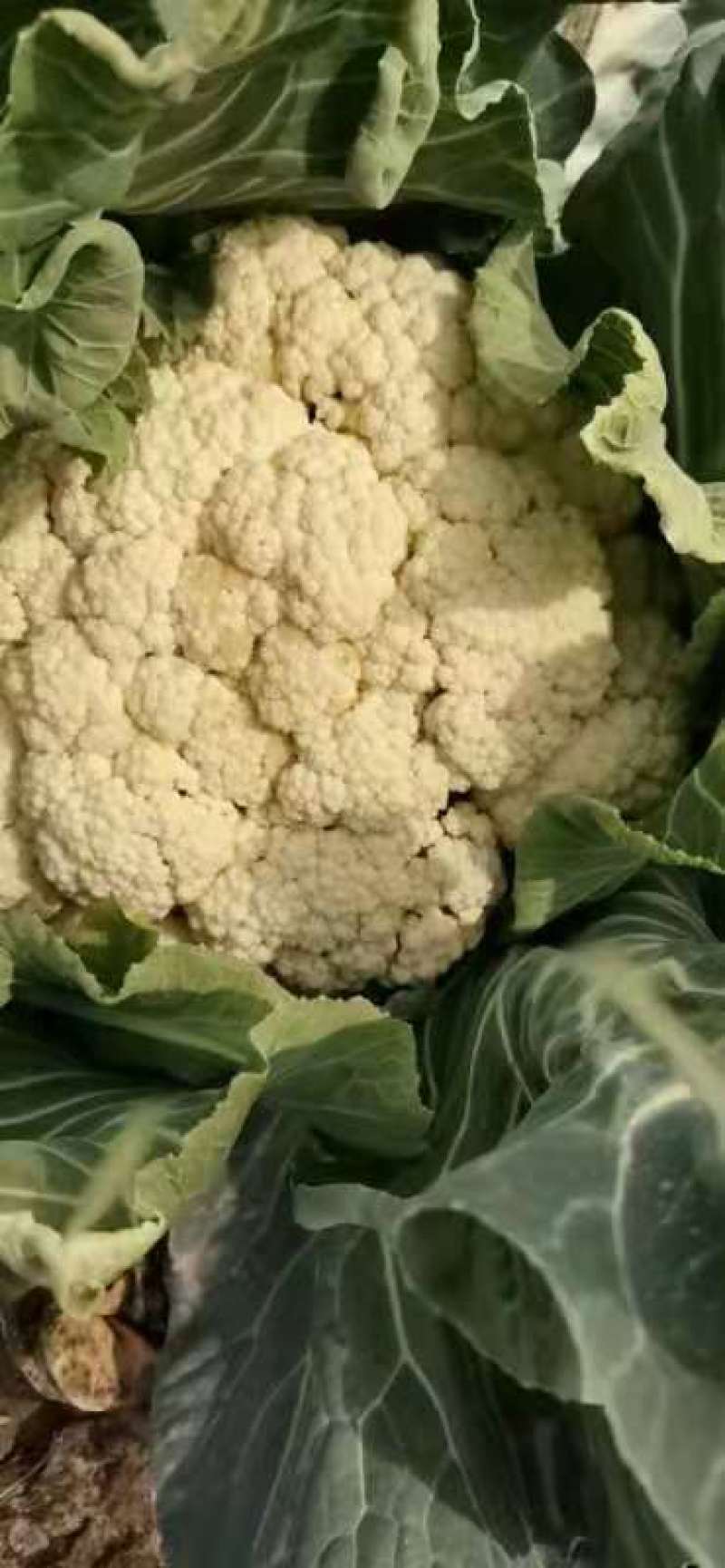 菜花金乡有机花菜济宁金乡县菜花大量上市精品有机菜花一手货