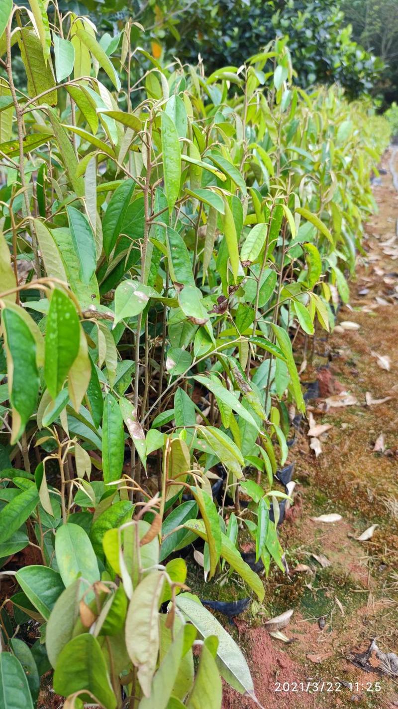 榴莲树苗选用优质榴莲种子自主培育已适应国内地质