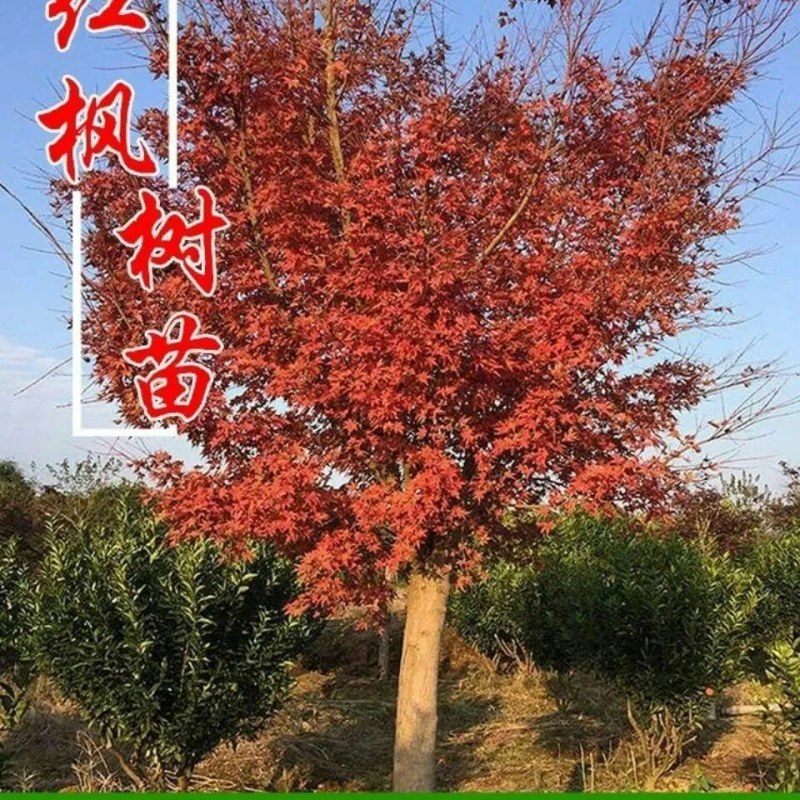 红枫树苗日本红枫红舞姬美国红枫红冠庭院道路室外盆栽四季红