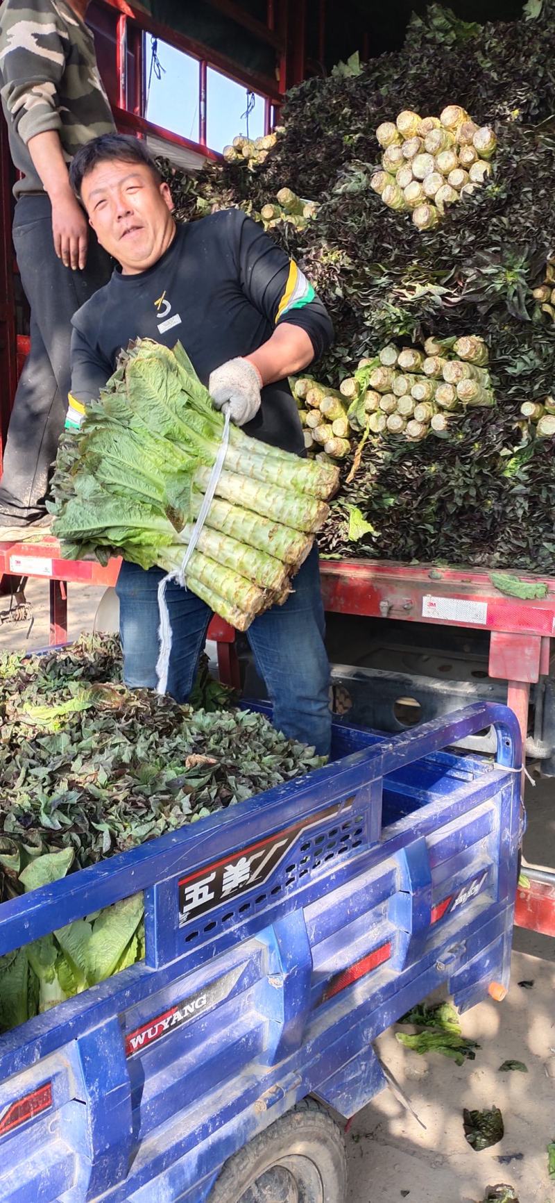 精品红叶香莴笋上市了