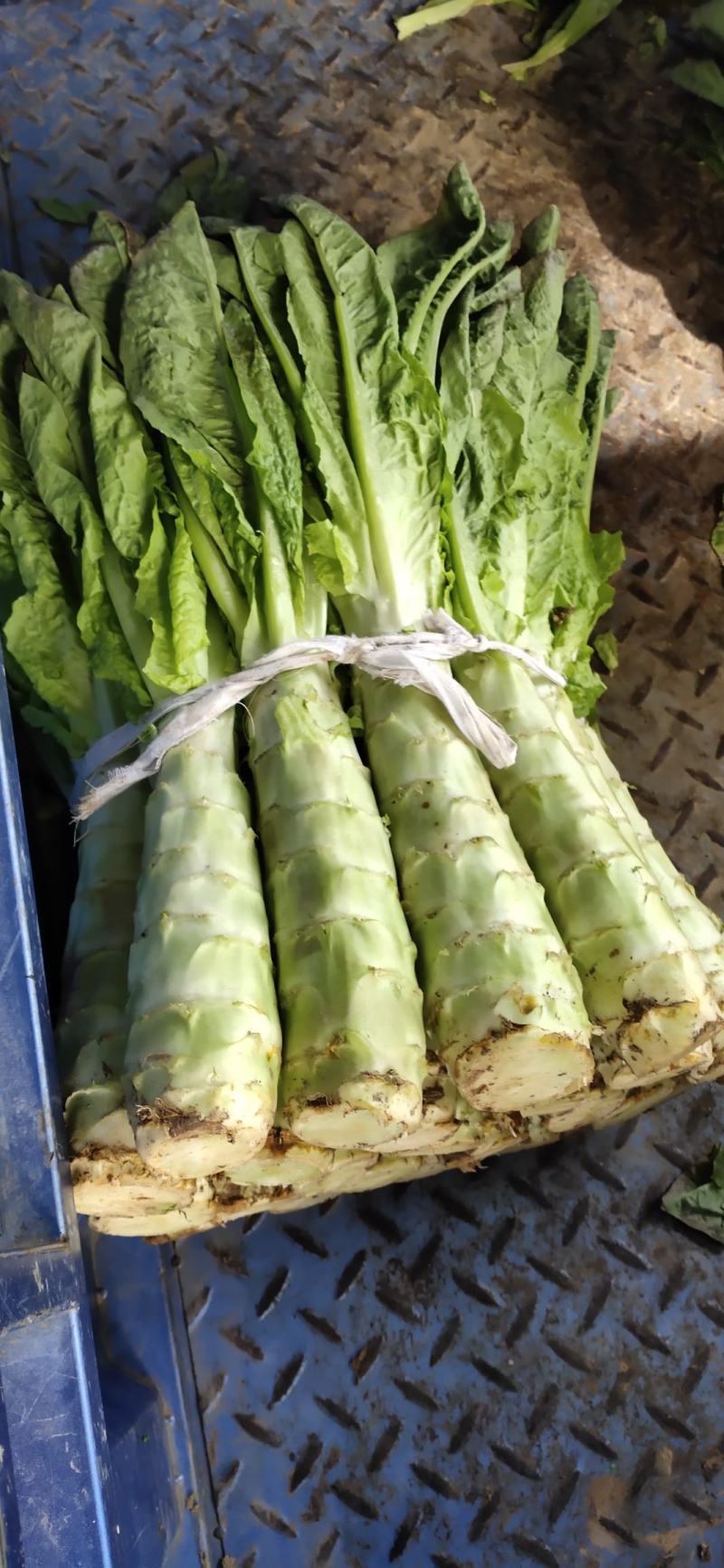 精品红叶香莴笋上市了
