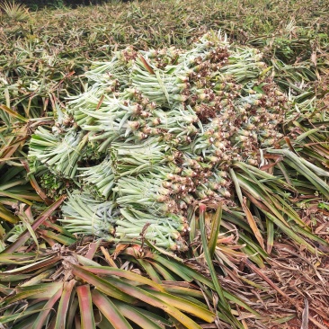 台湾凤梨苗17号金钻4号手撕16号甜蜜蜜13冬蜜22西瓜