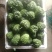 肉质嫩滑的广东大顶苦瓜，已大量上市，基地直供，欢迎订购
