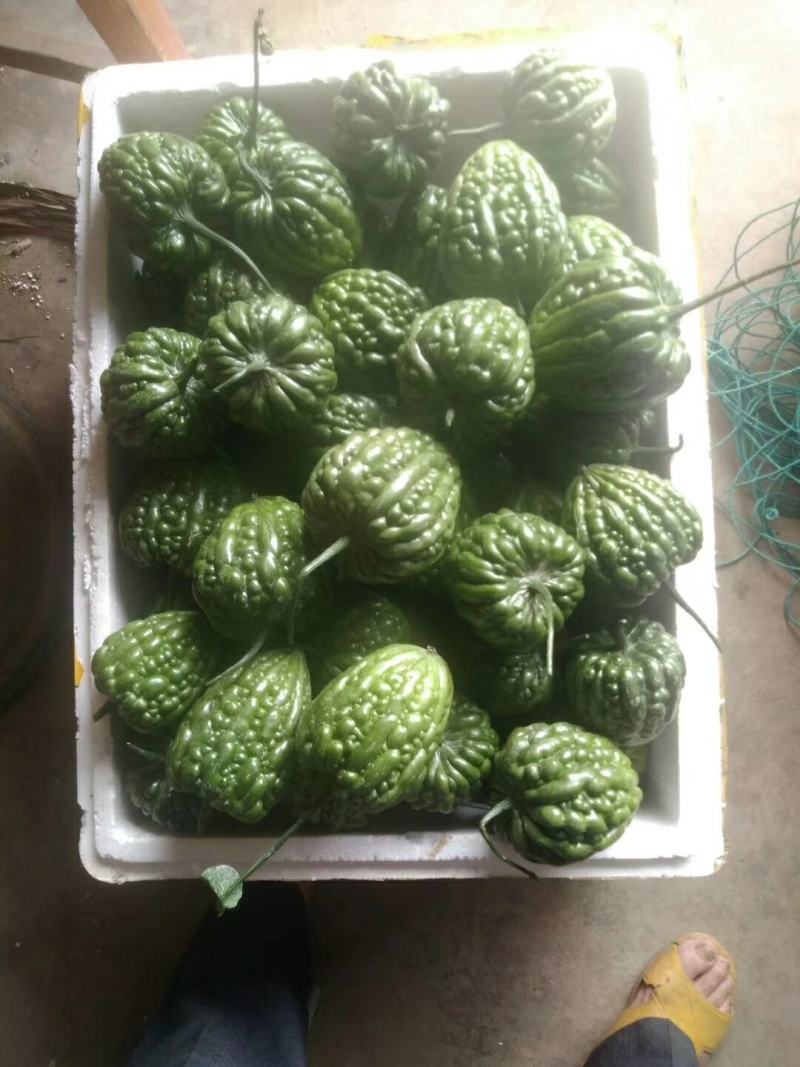 肉质嫩滑的广东大顶苦瓜，已大量上市，基地直供，欢迎订购