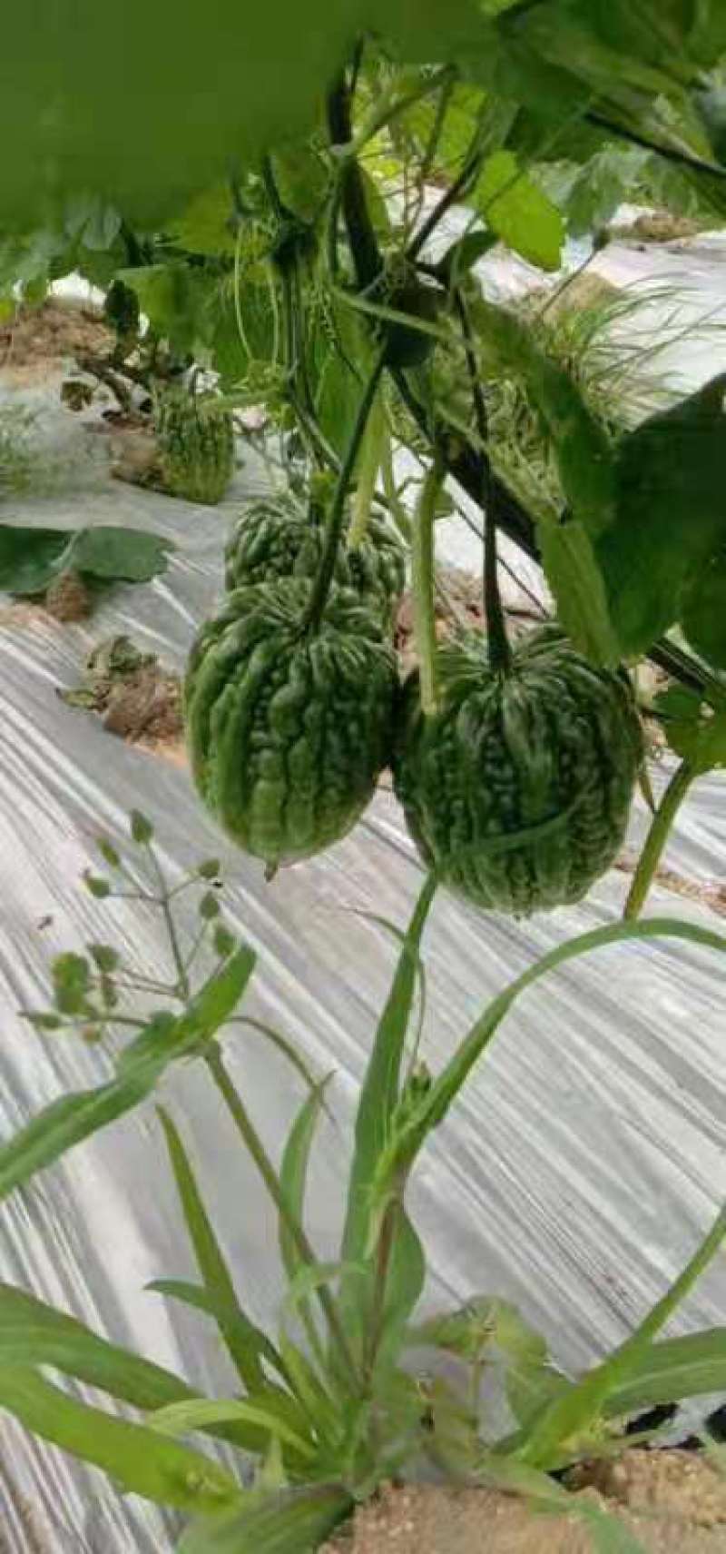 肉质嫩滑的广东大顶苦瓜，已大量上市，基地直供，欢迎订购