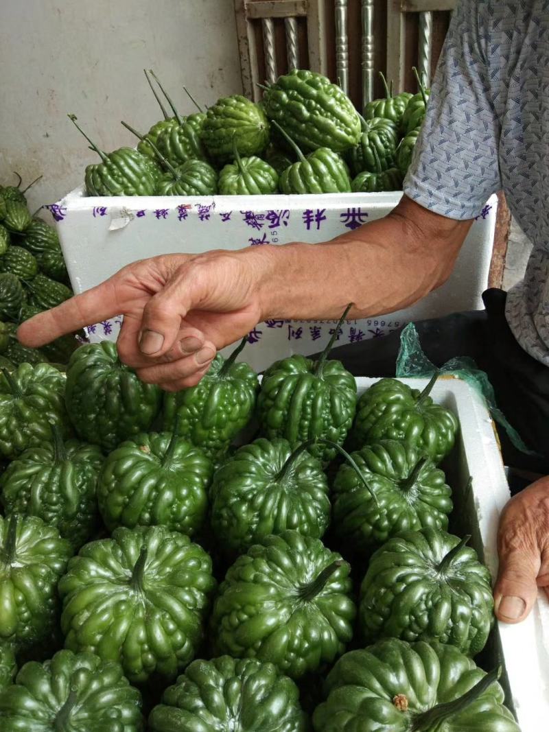 肉质嫩滑的广东大顶苦瓜，已大量上市，基地直供，欢迎订购