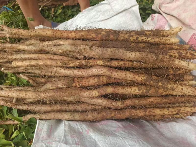 河南山药粉条贴牌加工量大优惠，纯手工制作，品质